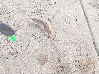 Большой канал Варадеро: тихая вода и рыба внизу