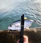 Первая Куба: ветер, барракуды и лангусты у Кайо-Бланко