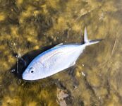 Первая Куба: ветер, барракуды и лангусты у Кайо-Бланко