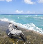 Первая Куба: ветер, барракуды и лангусты у Кайо-Бланко