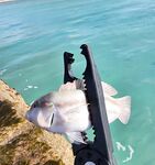 Первая Куба: ветер, барракуды и лангусты у Кайо-Бланко