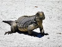 Катамаран и лангусты у острова игуан