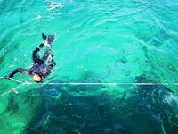 Катамаран и лангусты у острова игуан