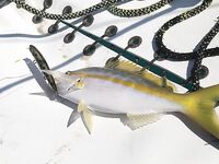 Куба: вечерние мысли о рыбе и напарниках