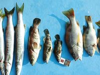 Лангкави: ночной клев в манграх