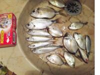 Ловля карасиков на Лазурном берегу вечером