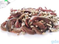 Антиб, нереис и береговая рыбалка