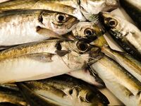 Черное море и искусственные приманки: наблюдения и советы