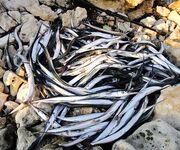 Черное море и искусственные приманки: наблюдения и советы