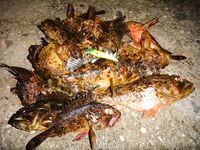 Скорпена на железо и силикон: первая встреча на причале