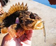 Черноморские эксперименты с искусственными приманками