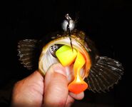 Черноморские эксперименты с искусственными приманками