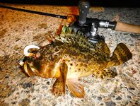 Черноморские эксперименты с искусственными приманками