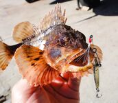 Черноморские эксперименты с искусственными приманками