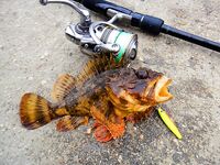 Черноморские эксперименты с искусственными приманками