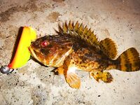 Черноморские эксперименты с искусственными приманками