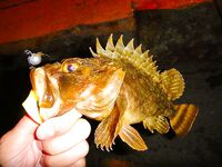 Черноморские эксперименты с искусственными приманками