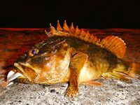 Черноморские эксперименты с искусственными приманками