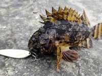 Черноморские эксперименты с искусственными приманками