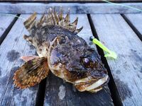 Черноморские эксперименты с искусственными приманками