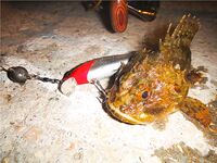 Ерш на воблере: старый способ с новым азартом