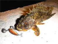 Ерш на воблере: старый способ с новым азартом