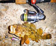 Ерш на воблере: старый способ с новым азартом