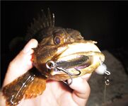 Ерш на воблере: старый способ с новым азартом