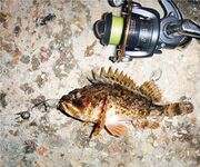 Ерш на воблере: старый способ с новым азартом