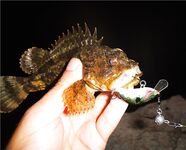 Ерш на воблере: старый способ с новым азартом