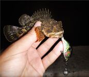 Ерш на воблере: старый способ с новым азартом