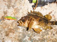 Ерш на воблере: старый способ с новым азартом