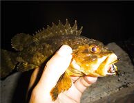 Ерш на воблере: старый способ с новым азартом