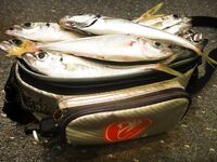 Железо против силикона: ставрида с берега и лодки на Чёрном море