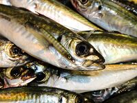 Железо против силикона: ставрида с берега и лодки на Чёрном море