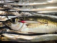 Железо против силикона: ставрида с берега и лодки на Чёрном море