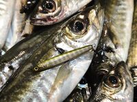 Железо против силикона: ставрида с берега и лодки на Чёрном море