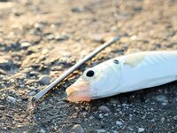 Железо против силикона: ставрида с берега и лодки на Чёрном море