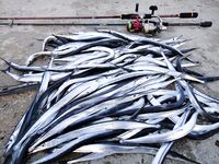 Поиск саргана и выбор веса приманки