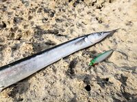 Поиск саргана и выбор веса приманки