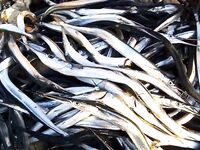 Поиск саргана и выбор веса приманки