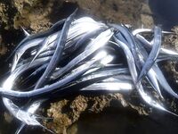 Поиск саргана и выбор веса приманки