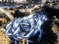 Поиск саргана и выбор веса приманки