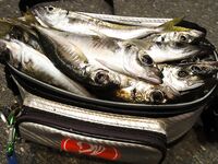 Самодур перед пилькером: размышления о плюсах и минусах