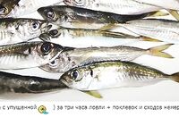 Фотоотчёт про ставриду и мелкий шрифт