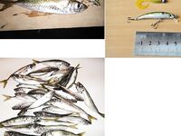 Фотоотчёт про ставриду и мелкий шрифт