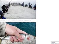 Фотоотчёт про ставриду и мелкий шрифт