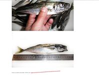 Фотоотчёт про ставриду и мелкий шрифт