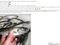 Фотоотчёт про ставриду и мелкий шрифт