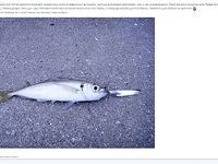 Фотоотчёт про ставриду и мелкий шрифт